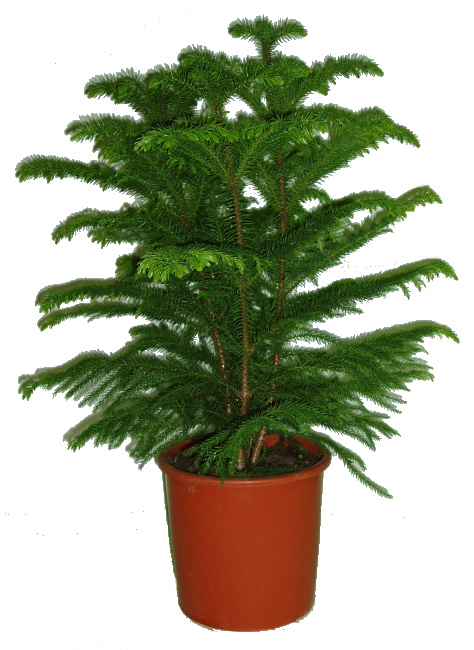 araucaria heterophylla