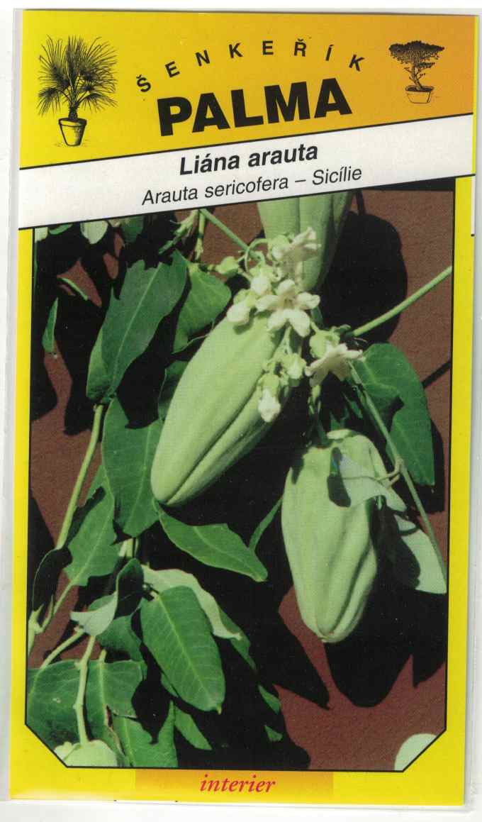 Liána Arauta – Arauta sericofera