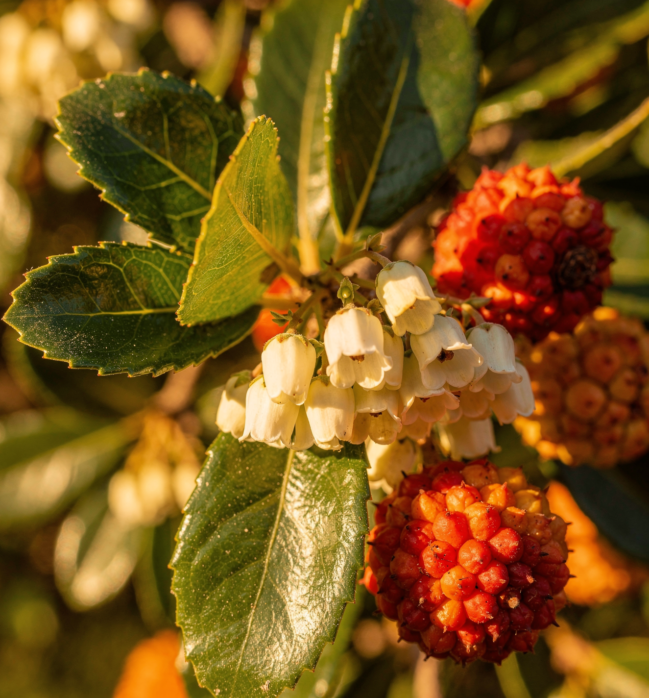 Arbutus unedo - Planika obecná – jahodový stromek