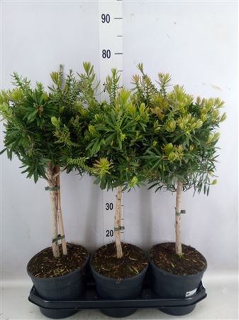 Callistemon speciosus