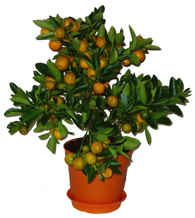 Calamondin A Pestovani