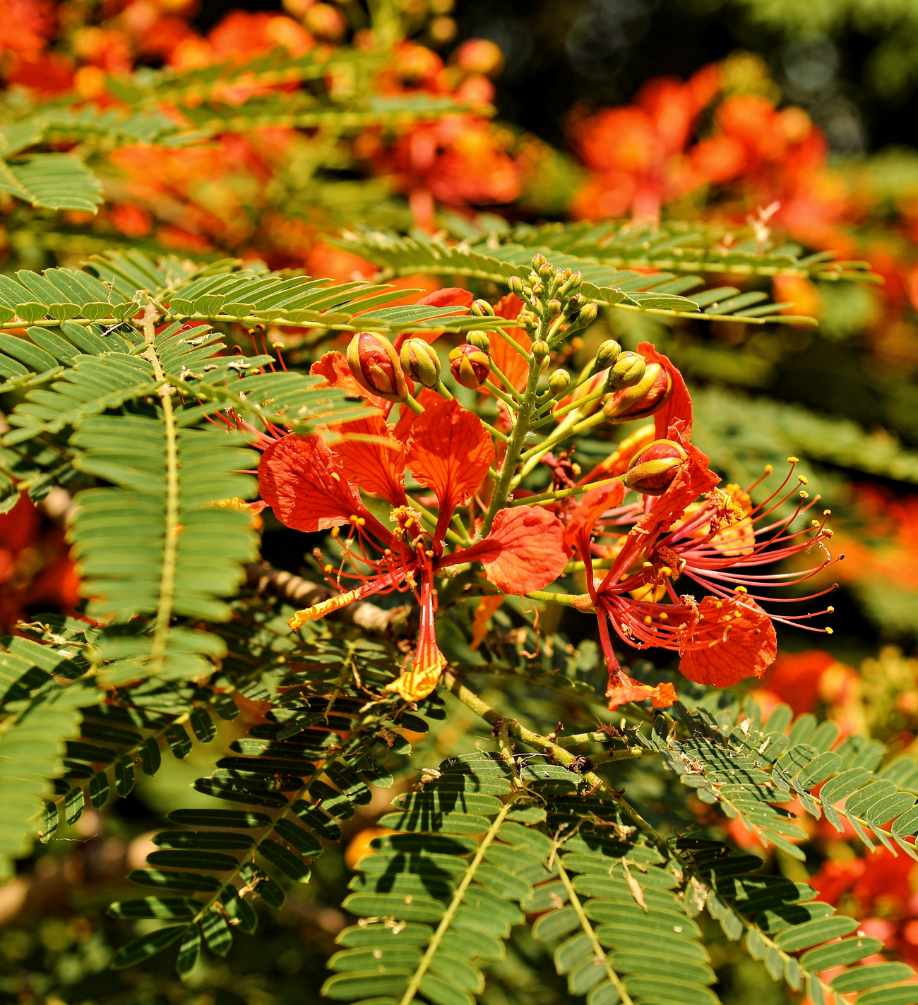 Delonix regia - Ohňový strom