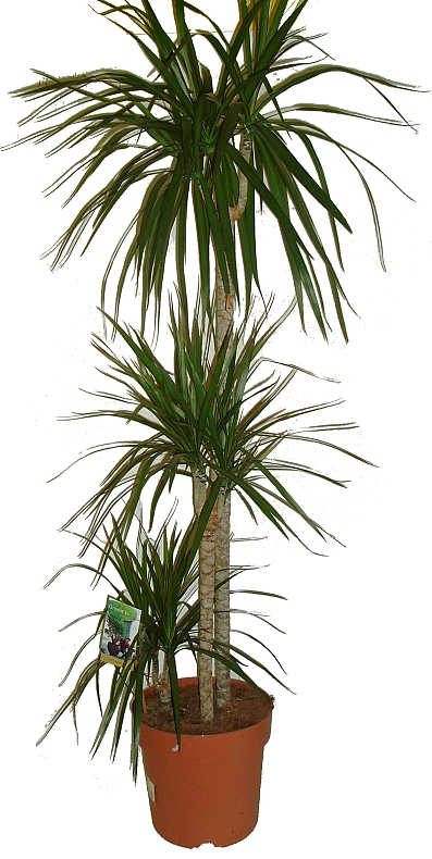 Dracaena 4 kmeny 160 cm