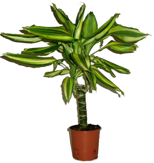 Dracaena fragrans 1 kmen