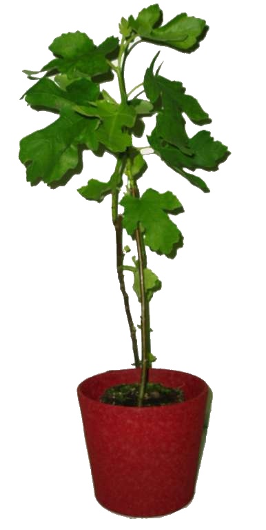 Ficus carica Fíkovník keřík