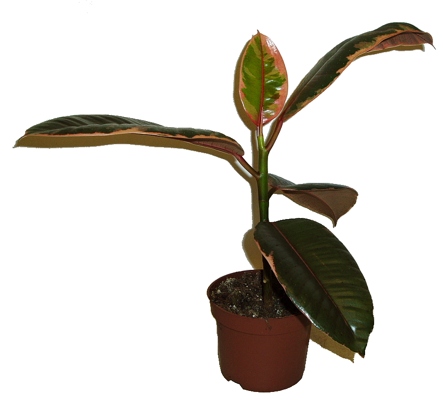 Ficus elastica belize