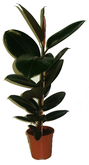 Ficus elastica abidjan