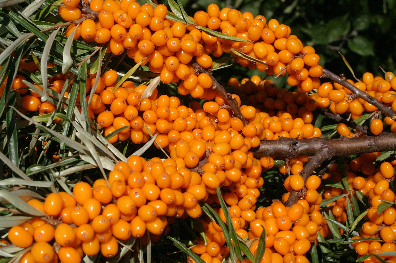 Hippophae rhamnoides (L.) "OPYLOVAČ - K+" - Rakytník řešetlákový