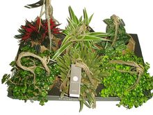 Kokedama