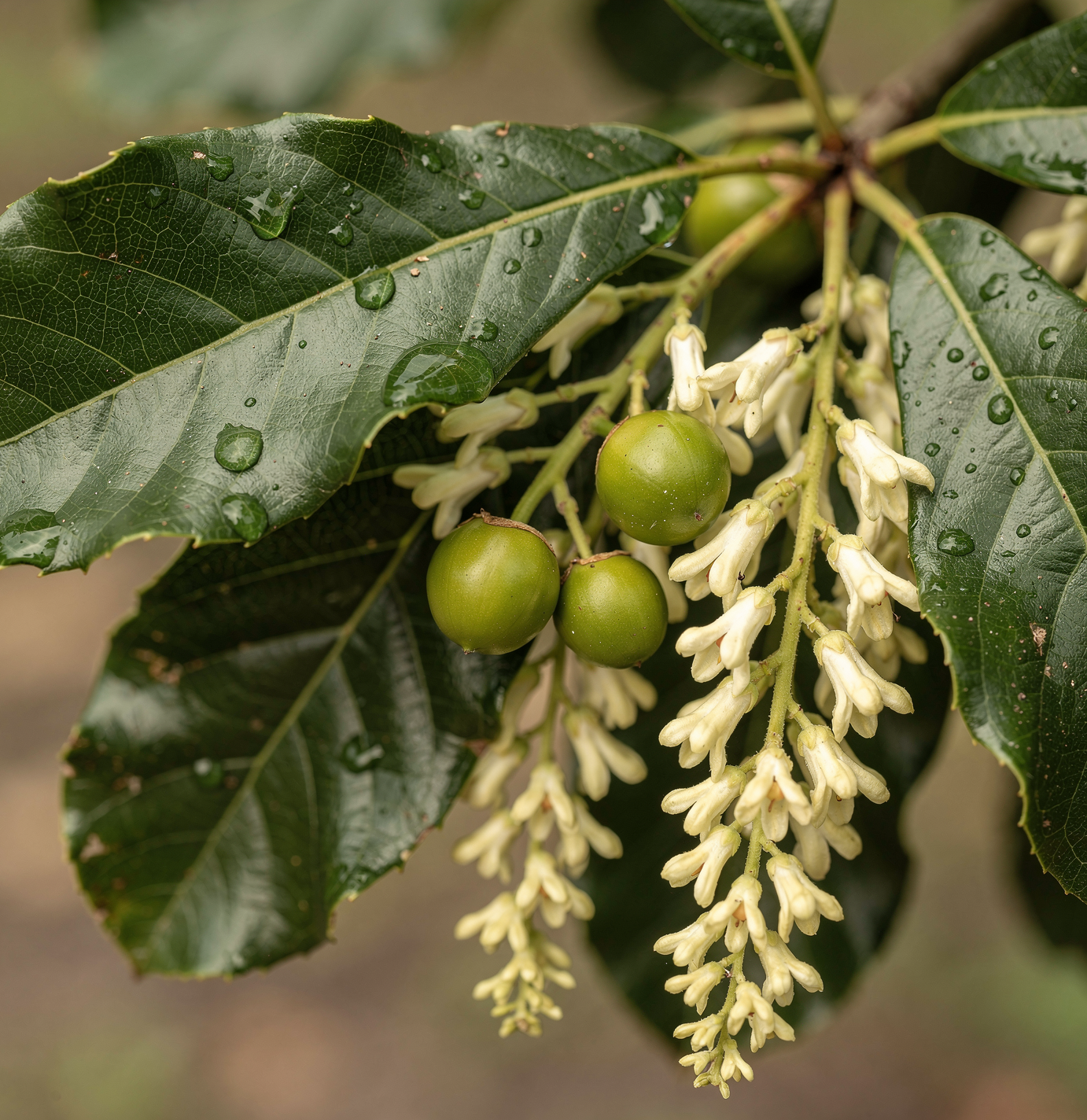 Macadamia ternifolia - Makadámie trojlistá – diamantový ořech
