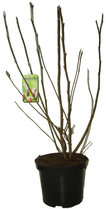 Magnolie Susan bílorůžová