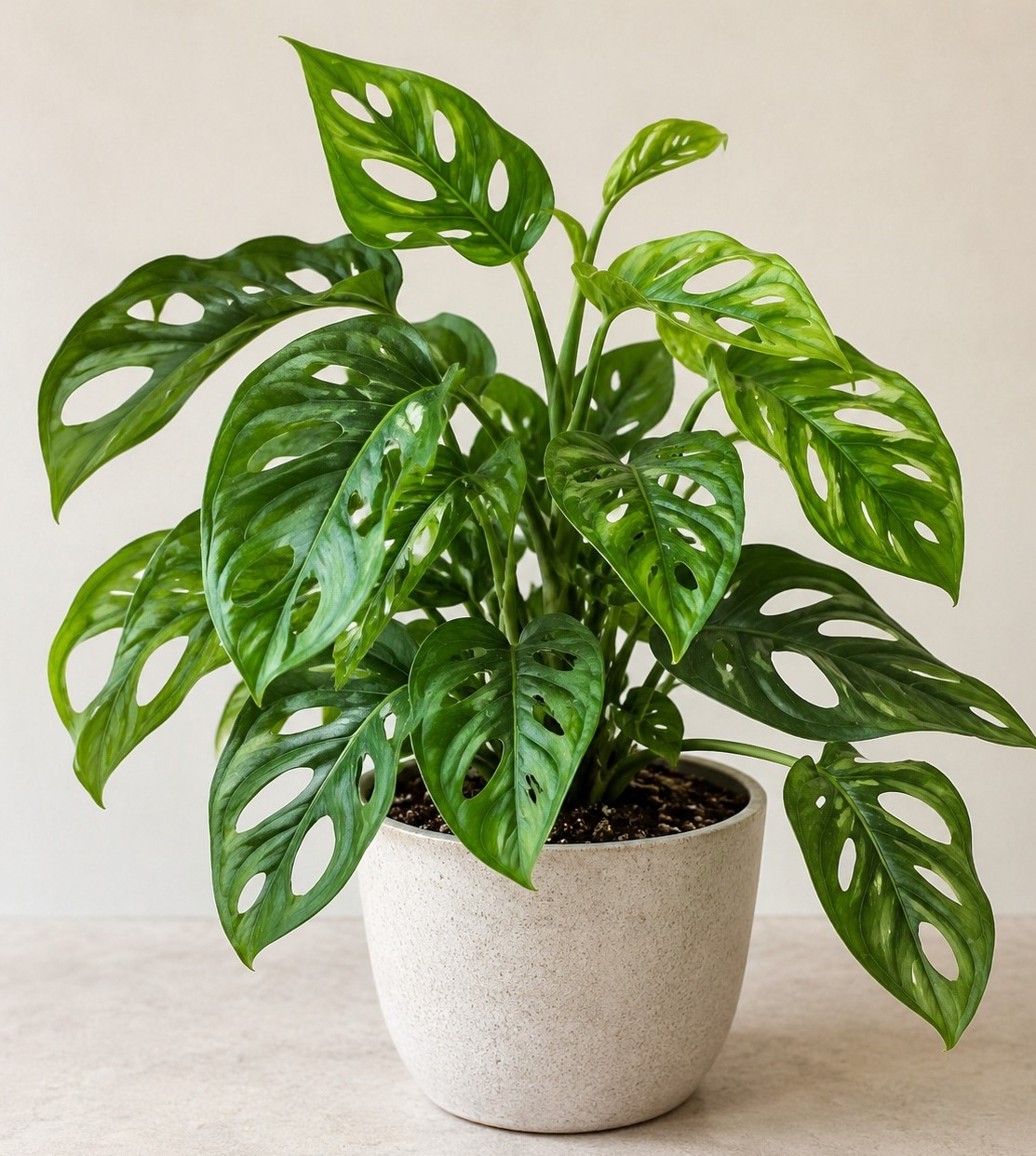 Monstera adansonii - raritní vzhled díravý
