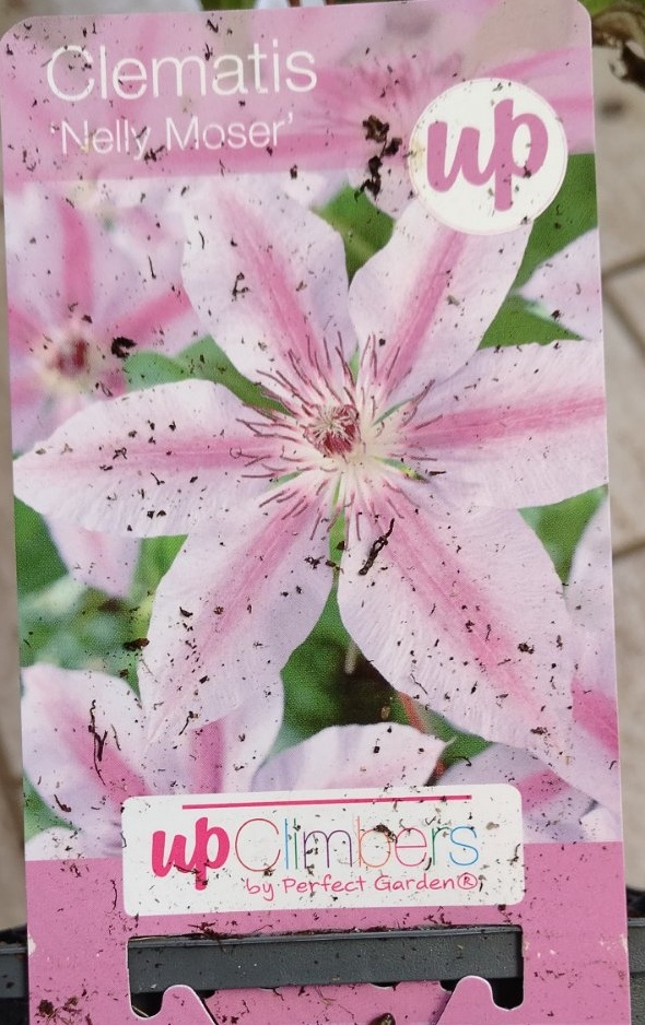 Popínavá rostlina Clematis  Fialová