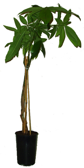 Pachira aquatica 70 cm