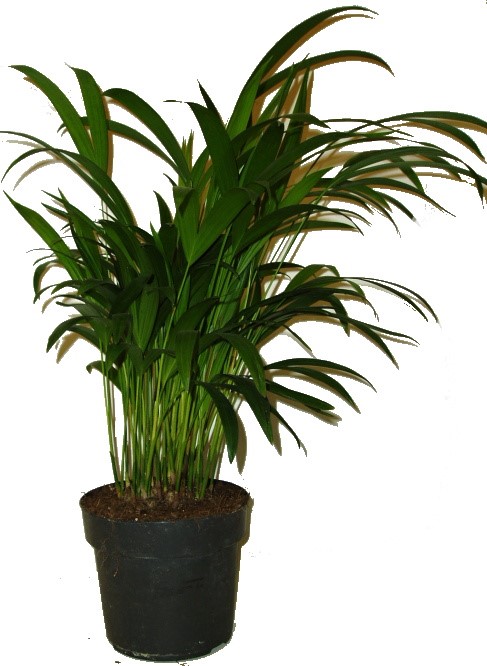 Chrysalidocarpus lutescens - Areka obecná