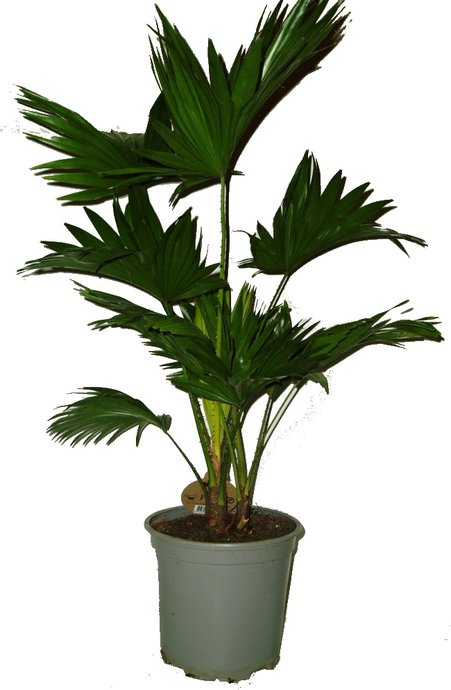 palma livistona rotundifolia 2392 3430 3282