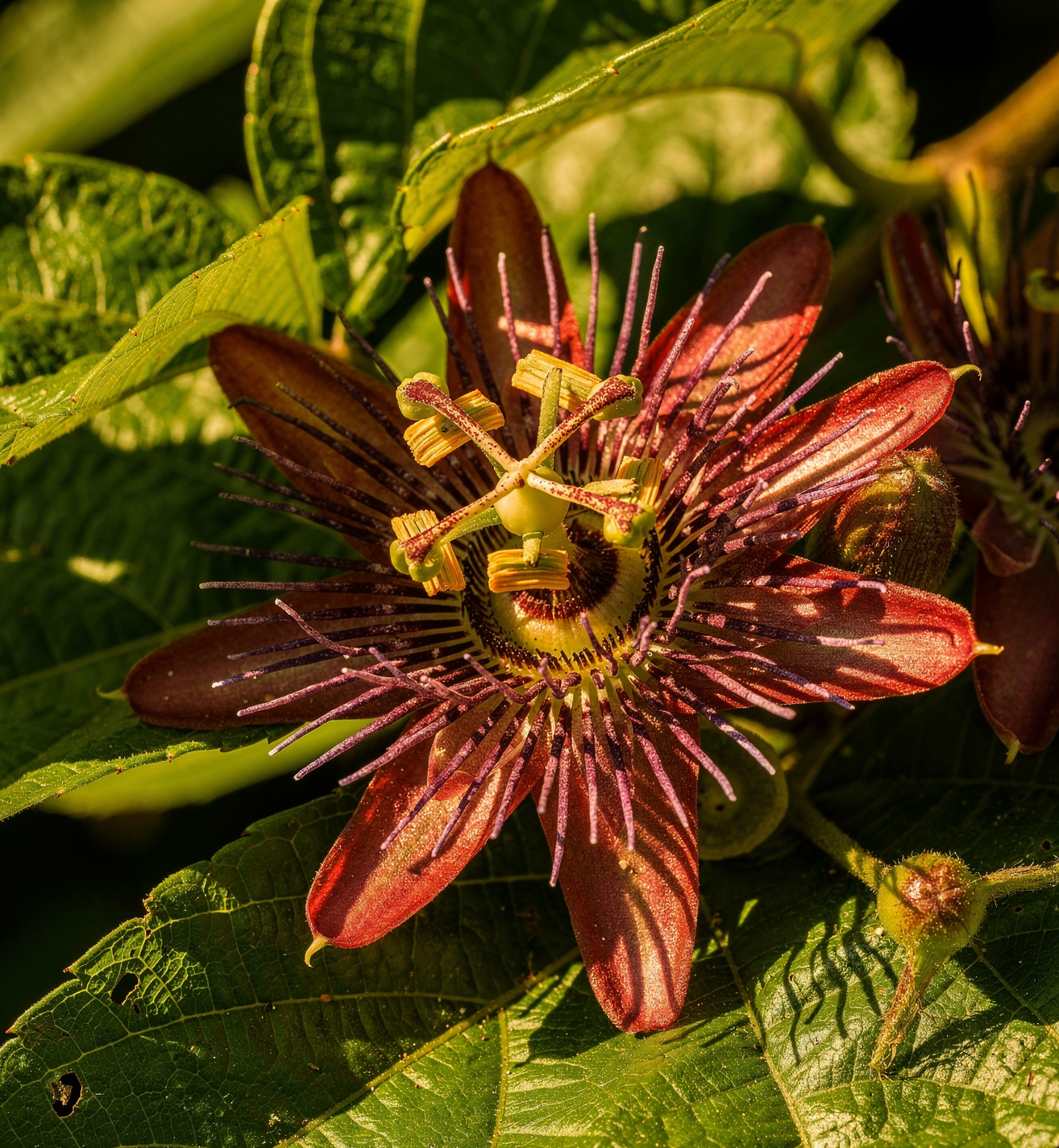 Passiflora quadrangularis - Mučenka čtyřhranná – granadilla obří