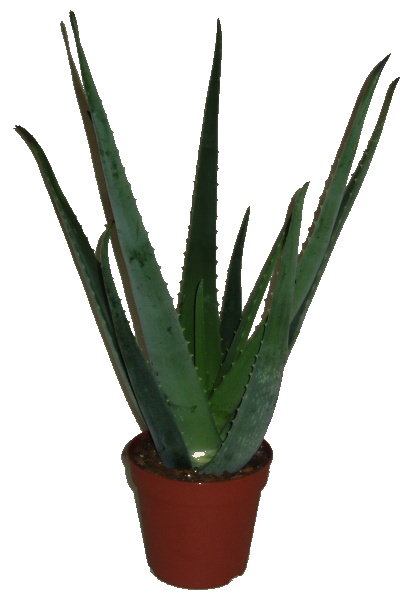 Pokojová rostlina - Aloe Vera - Stáří 3 roky