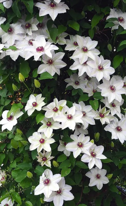 Popínavá rostlina Clematis Misas batemin bílá