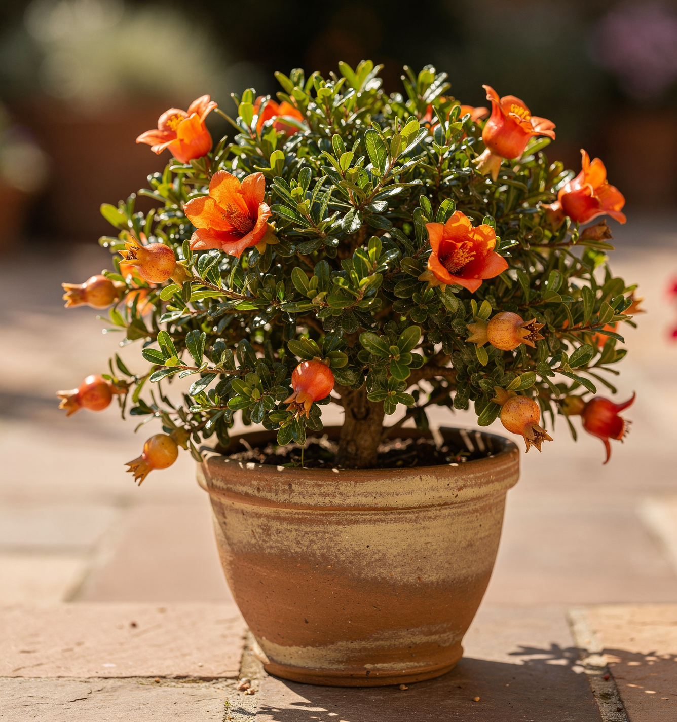 Punica granatum 'Nana' – Granátovník trpasličí