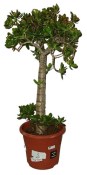 Crassula ovata tlustice XXL 