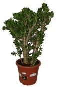 Crassula ovata tlustice XXL 