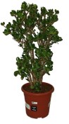 Crassula ovata tlustice XXL 