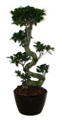 Ficus Ginseng 1
