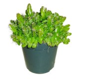 Pitahaya - Hylocereus undatus - dragonfruit velká (3/3)