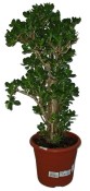 Crassula ovata tlustice XXL 