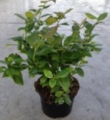 Borůvka - vaccinium corymbosum