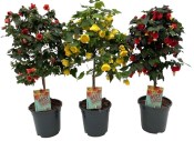 Abutilon - Podslunečník  