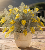 Acacia dealbata - Akácie stříbrná (2/2)