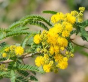 Acacia pravissima – Akácie Ovensova