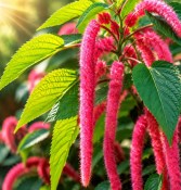 Acalypha hispida 'Pink Tail' - Kočičí ocásek (2/2)