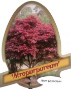 Acer palmatum Atropurpureum