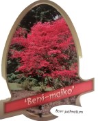 Acer palmatum Beni Maiko