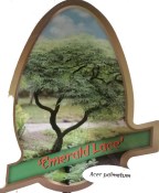 Acer palmatum Emerald Race