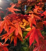 Acer palmatum mix (2/2)
