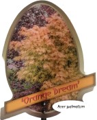 Acer palmatum Orange dream