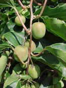 Kiwi actinidia chinensis JENNY- venkovní rostlina - samosprašná rostlina