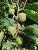 Actinidia arguta kiwi Vitakola