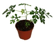 Adenia perrieri Claverie - madagaskarský sukulent
