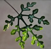 Adenia perrieri Claverie - madagaskarský sukulent (2/3)