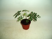 Adenia perrieri Claverie - madagaskarský sukulent (3/3)