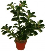 Adenium pouštní růže obří hustá 