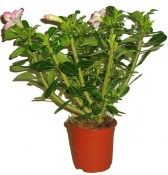 Adenium pouštní růže - v zimě neolistěné zimované