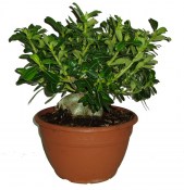 Adenium pouštní růže obrovská rostlina (1/2)