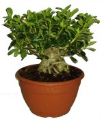 Adenium pouštní růže obrovská rostlina (2/2)