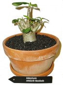 Adenium pouštní růže silný kmen BAOBAB